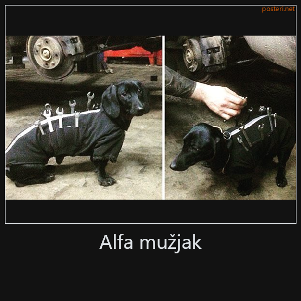 Alfa mužjak    